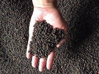 Vietnamese zwarte peper 500G/L 550G/L 570G/L 580G/L 600G/L 5MM MC Gereinigd Droog Rauw Pittig 50kg zakken AD Gedroogde Chili Kruiden Export ANNA