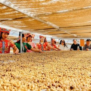 Vietnam <b>Robusta</b> <b>Coffee</b> <b>Beans</b> Sustainable Supply – OEM ODM Bulk Natural Green Unroasted Seeds Export, 12% Moisture Grade Standard - Product Image 6