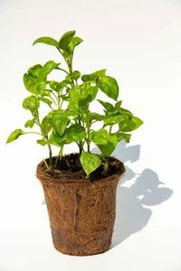 Pots à plantes en fibre de coco en gros du Vietnam – Pots à fleurs écologiques et biodégradables de qualité supérieure pour jardins intérieurs et extérieurs - Product Image 2