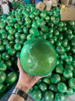 Groene Biologische Pomelo Ben Tre Vietnam Groothandel Tropisch Fruit Hoge Premium Kwaliteit Goed voor de Gezondheid Export Standaard TECHMIFOOD