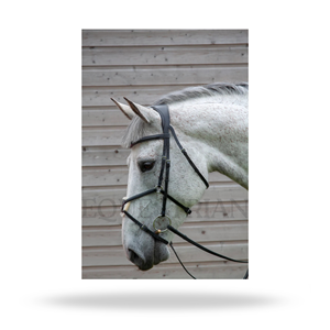 Brida de equitación inglesa de tamaño completo para control de caballos, modelo mexicano Grackle. - Product Image 5