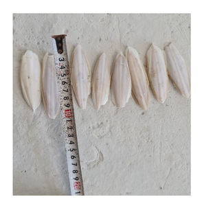 Alimento Premium de Hueso de Sepia para Aves, Ideal para Periquitos, Cacatúas, Agapornis y Loros Pequeños - Product Image 3