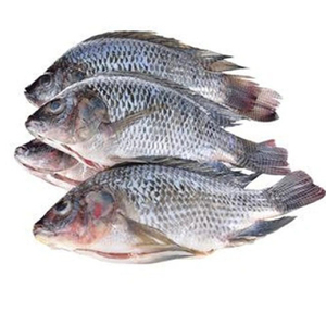 Tilapia entière congelée en gros, 100-200 grammes, 80% Tilapia noire - Product Image 4