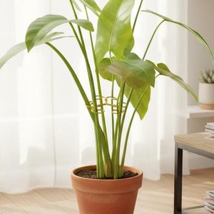 Support de plante en métal pour plantes grimpantes Monstera - Product Image 2