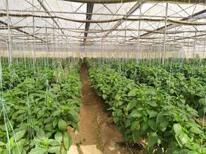 ตาข่ายพลาสติกถักสีขาวสำหรับบังแดดในโรงเรือนพร้อมบริการตัด - Product Image 5