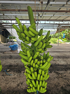 Plátanos Cavendish de calidad superior de exportación, directo de la granja, envío rápido - Product Image 4