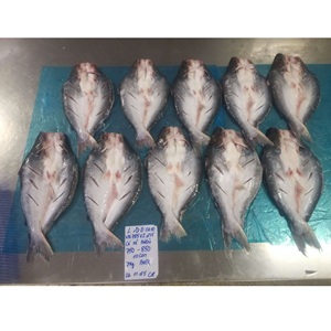 Filet de Pangasius Congelé VH Food, Faible en Glucides, Couleur Naturelle, Qualité Export Vietnam IQF, Tailles 20-35, Style Papillon, Avec Peau/Sans Peau - Product Image 4