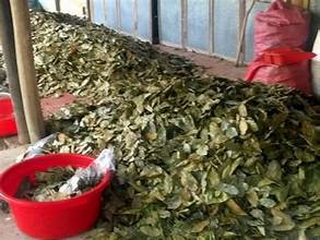 Polvo de Guanábana Liofilizado al por Mayor, 24 Meses de Vida Útil para Té y Bebidas, de Ho Chi Minh City, Vietnam, Marca EXPAD - Product Image 5