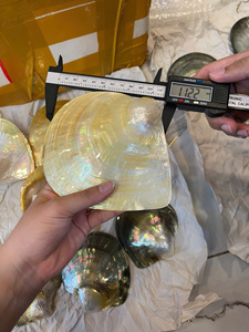Pearl Of Mother Shell Plate Iridescent Vietnam Material For Decorative Crafts Jewelry Inlay Plate Manufacturer Size 10-12cm - Product Image 5
