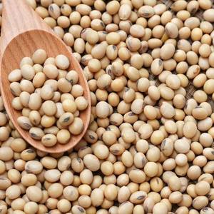 Soja brésilien premium non-OGM de qualité alimentaire, graines de soja propres pour l'industrie des protéines végétales et les marchés internationaux, prix réduits - Product Image 1