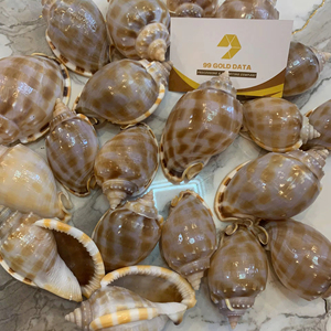 Coquillages en vrac pour la fabrication de bijoux, l'artisanat et la décoration sur le thème de l'océan – Fournisseur en gros - Product Image 1