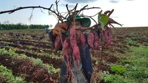 Proveedor de Trozos de Camote Morado Congelado, Trozos de Camote Cortados IQF, Naturales, a Granel, Exportación al por Mayor desde Vietnam - Product Image 5