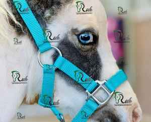 Licol en cuir réglable de qualité supérieure pour cheval - Double couche durable avec quincaillerie robuste, style selle anglaise - Product Image 5