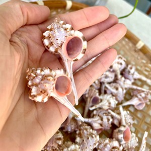 เปลือกหอยสำหรับงานประดิษฐ์ริมชายฝั่ง ขายดี เปลือกหอยธรรมชาติ ราคาแข่งขัน เปลือกหอยชายหาด - Product Image 2