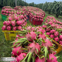 Verse Dragon Fruit uit Vietnam, groothandel, bulkleverancier voor export naar Nederland