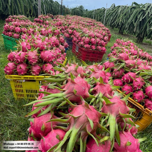 Fruta del Dragón Fresca de Vietnam, Proveedor Mayorista para Exportación - Product Image 4