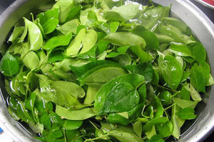 Fournisseur OEM de soupe aigre aux feuilles de rivière congelées pour la vente au détail et les distributeurs mondiaux - Product Image 5