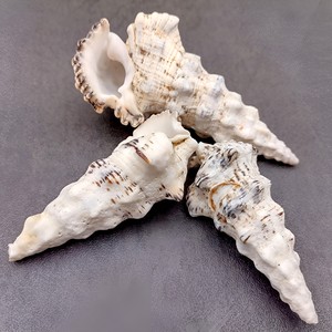 Décoration d'aquarium, coquillages bruts pour la création artisanale, coquillages naturels à bas prix, coquillages nettoyés - Product Image 1