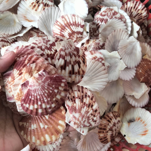 Conchas Marinas Grandes Festoneadas Ecológicas KMI de 912 cm - Suministro a Granel para Manualidades y Decoración del Hogar - Product Image 3
