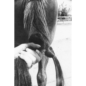 Pelo de Cola de Caballo Natural Negro Largo de Alta Calidad de 4-36 Pulgadas para Cepillado - Product Image 3