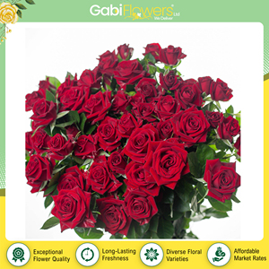 Rosas rojas Pushkin frescas cortadas al por mayor de Kenia |   Flores Frescas de Calidad de Exportación para Fiestas en Jardines y Eventos al Aire Libre - Product Image 2