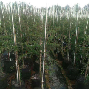 Tiges en fibre de verre solides et flexibles, piquets en FRP pour plantes, tomates et jardin - Product Image 2