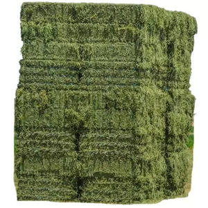 Foin d'alfalfa pour l'alimentation animale / granulés de foin d'alfalfa / foin de timothée en balles - Product Image 2