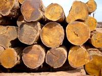 Bûches de bois d'ébène / bois de teck - Bûches rondes de 500-600 mm à vendre