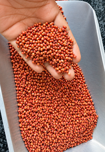 Grano de Sorgo Rojo para Alimentación de Ganado y Animales |   Alimento para Animales con 18 Meses de Vida Útil, Alto Contenido de Proteínas y Fibra, Suministro a Granel y Exportador de India - Product Image 6