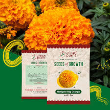Semillas de Caléndula Premium |   Alta Tasa de Germinación |   Semillas de Flores Híbridas y de Polinización Abierta |   Alto Rendimiento - Product Image 6