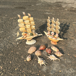 <b>Large</b> Size Natural Seashells for Resort and Beach Theme Display - Product Image 1