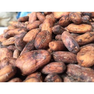 Какао бобов, бобы, какао бобы, Перу