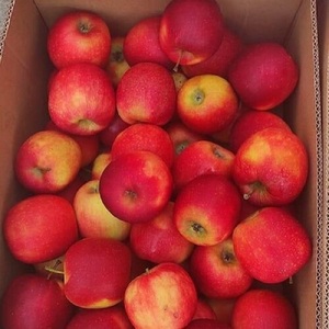 Vente en gros de pommes rouges fraîches Fuji de qualité supérieure, croustillantes et sucrées, emballées en carton, en vrac, à prix avantageux - Product Image 2