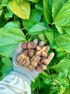 Graines de Sacha Inchi grillées avec variété de saveurs Snack protéiné à base de plantes Vente en gros OEM Friendly - Product Image 3