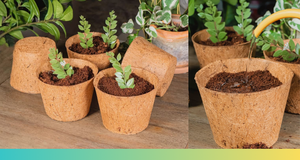 Maceta de Coco para Plantas, Sin Impacto de Trasplante, con Sistema de Poda Aérea para el Crecimiento de Raíces, Vaso de Coco Natural para Germinación de Semillas, Maceta para Propagación de Plantas - Product Image 6