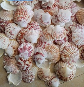 สินค้าขายดี คุณภาพสูง เป็นมิตรกับสิ่งแวดล้อม เปลือกหอยเชลล์ทั้งชิ้น พรีเมียม ทันสมัย ใช้ตกแต่ง วัสดุจัดสวนและตู้ปลาอย่างยั่งยืน - Product Image 2
