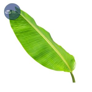 Feuilles de bananier surgelées IQF de qualité A, vertes, en vrac, pour l'exportation, idéales pour la cuisine des fêtes - Vente chaude - Product Image 1
