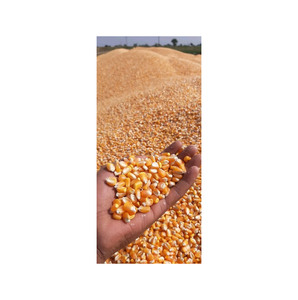 พร้อมจัดส่งข้าวโพด GMO คุณภาพพรีเมียม เกรดอาหาร จำหน่ายส่ง ปริมาณมาก คุณภาพเยี่ยม บริการ OEM สำหรับผู้ซื้อ B2B - Product Image 6