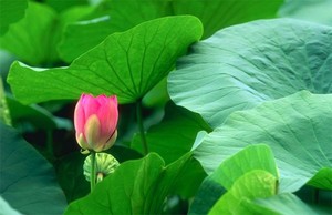 Fleur de lotus séchée de haute qualité – Fleur naturelle pour tisane, prix compétitif // Mr.Tom - Product Image 5