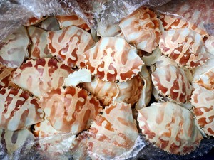 [คะแนนสูงสุด] |   ขายส่งเปลือกหอยเปาอาขัดเงาธรรมชาติ ทำมือ เป็นมิตรกับสิ่งแวดล้อม |   เปลือกหอยสีรุ้งสดใสสำหรับงานฝีมือ - Product Image 5