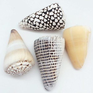 Conchas naturales de caracoles marinos, conchas hebreas en forma de cono, para decoración de acuarios, exhibición con temática de playa - Product Image 2