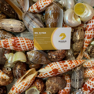 วัสดุงานฝีมือจากเปลือกหอย หอยเป๋าฮื้อ เปลือกหอยธรรมชาติ ของตกแต่งจากเวียดนาม โรงงานขายส่ง เปลือกหอยมิตราเอพิสโคพาลิส เปลือกหอยมิตร เปลือกหอยทะเล - Product Image 1