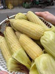 Premium Boiled Sticky Rice Corn Natural Vacuum Sealed Healthy Snack OEM Supply - Product Image 5