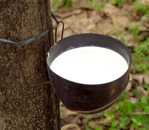 Latex de caoutchouc naturel industriel 60 % DRC liquide conducteur antistatique résistant au vieillissement pour applications de calandrage et de moulage - Product Image 6