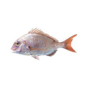 ปลาทะเลแดงแช่แข็ง จำหน่ายจำนวนมากเพื่อการส่งออก - Product Image 3