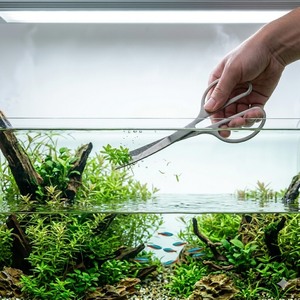 Ciseaux aquatiques de 6,5 pouces en gros, outil de coupe pour aquarium en acier inoxydable - Product Image 1