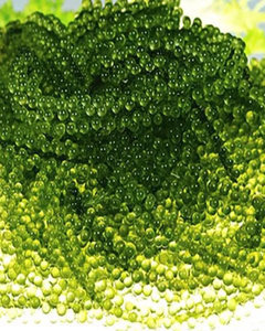 Raisins de mer de haute qualité – Frais, propres et prêts à consommer, caviar vert - Product Image 5