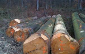 Troncos de madera de haya / Madera de sándalo / Madera de fresno / Madera de haya ébano / Madera aserrada / Troncos de abedul / Troncos redondos de teca / Troncos de madera / Madera de sándalo y haya - Product Image 1