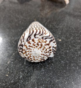 Beauté naturelle de coquillages exquis pour la décoration globale | Commande en gros du Viet Nam - Product Image 3