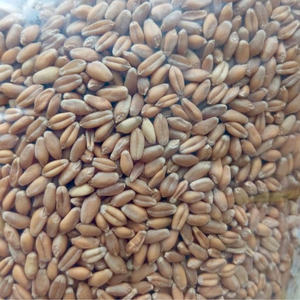 Granos de Trigo Blando de la Mejor Calidad, Listos para Enviar, Venta al Por Mayor, Suministro a Granel, Grado Alimenticio Premium, Fabricante Exportador - Product Image 4